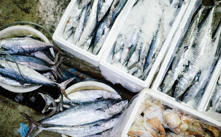 Fresh catch on ice